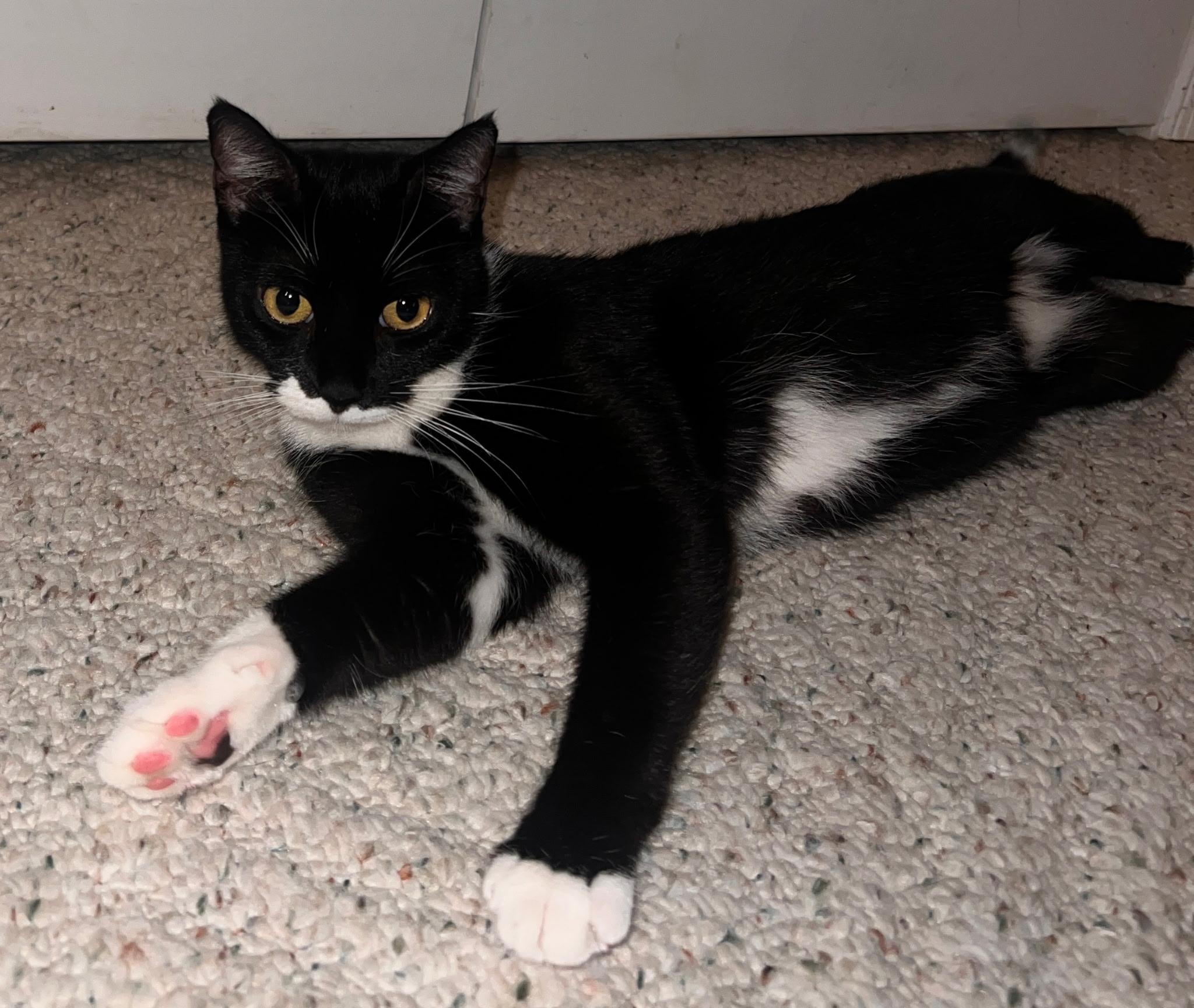 Daisy, Adopted, Adult Female Domestic Short Hair.