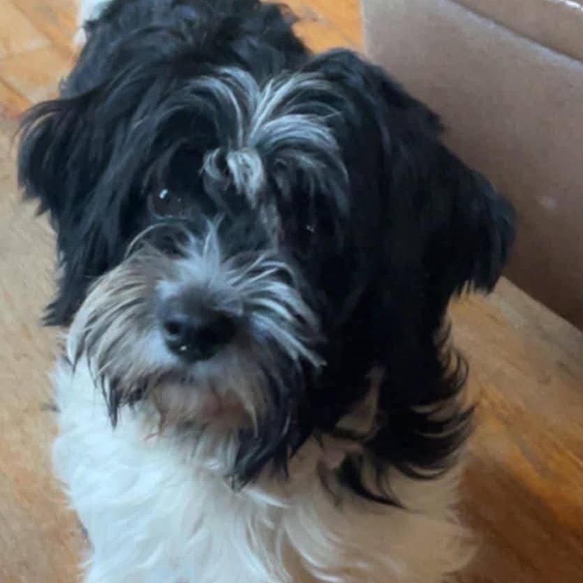 Jessie, a Adoptable Havanese in Newton, IA image 2/2