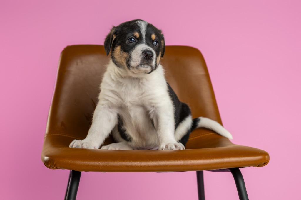 Enlarge Bates, an adopted mixed breed in Tyler, TX image 1/6