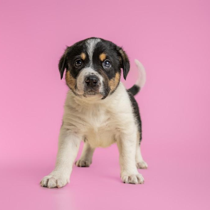 Enlarge Bates, an adopted mixed breed in Tyler, TX image 2/6