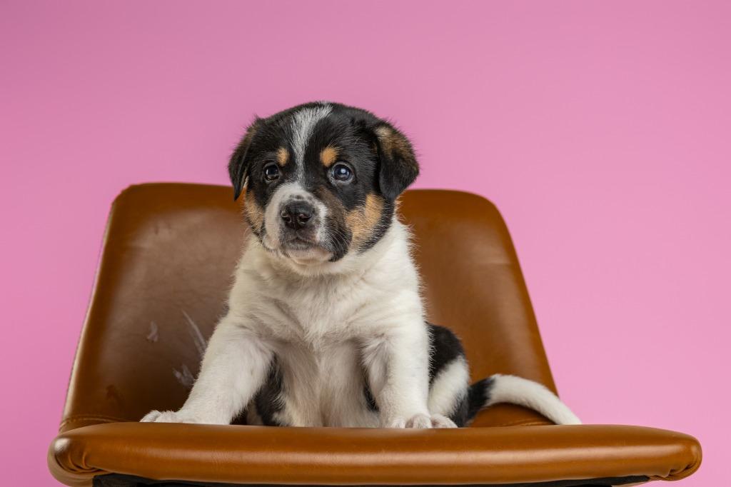 Enlarge Bates, an adopted mixed breed in Tyler, TX image 3/6