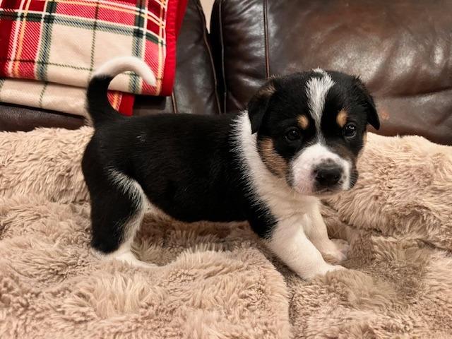 Enlarge Bates, an adopted mixed breed in Tyler, TX image 6/6