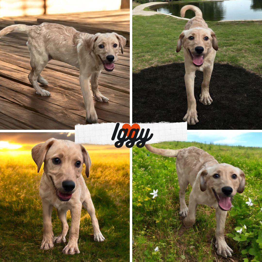 Iggy, an adoptable Labradoodle, Mixed Breed in Tishomingo, OK, 73460 | Photo Image 1