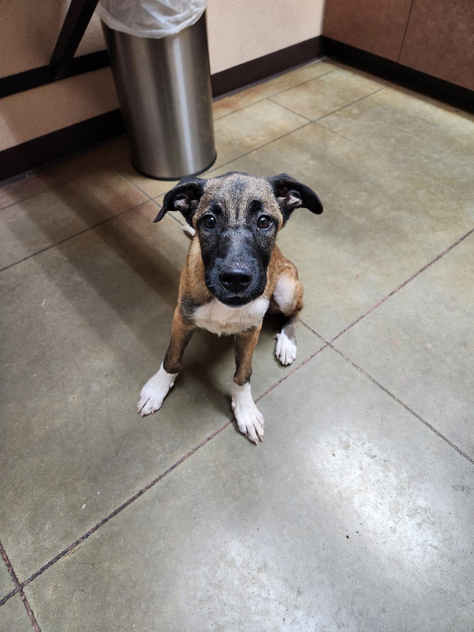 Liam, an adoptable Mixed Breed in Wilsall, MT, 59086 | Photo Image 2