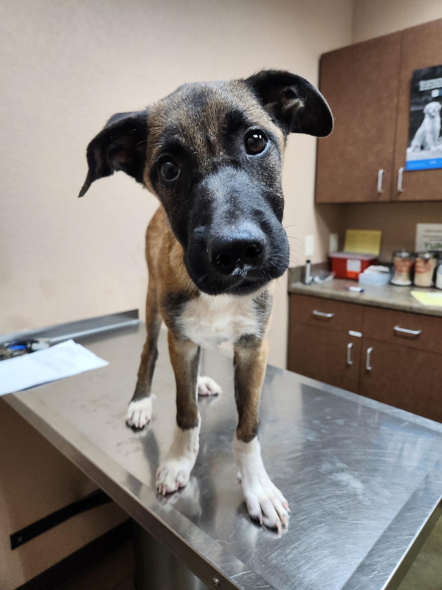 Liam, an adoptable Mixed Breed in Wilsall, MT, 59086 | Photo Image 1