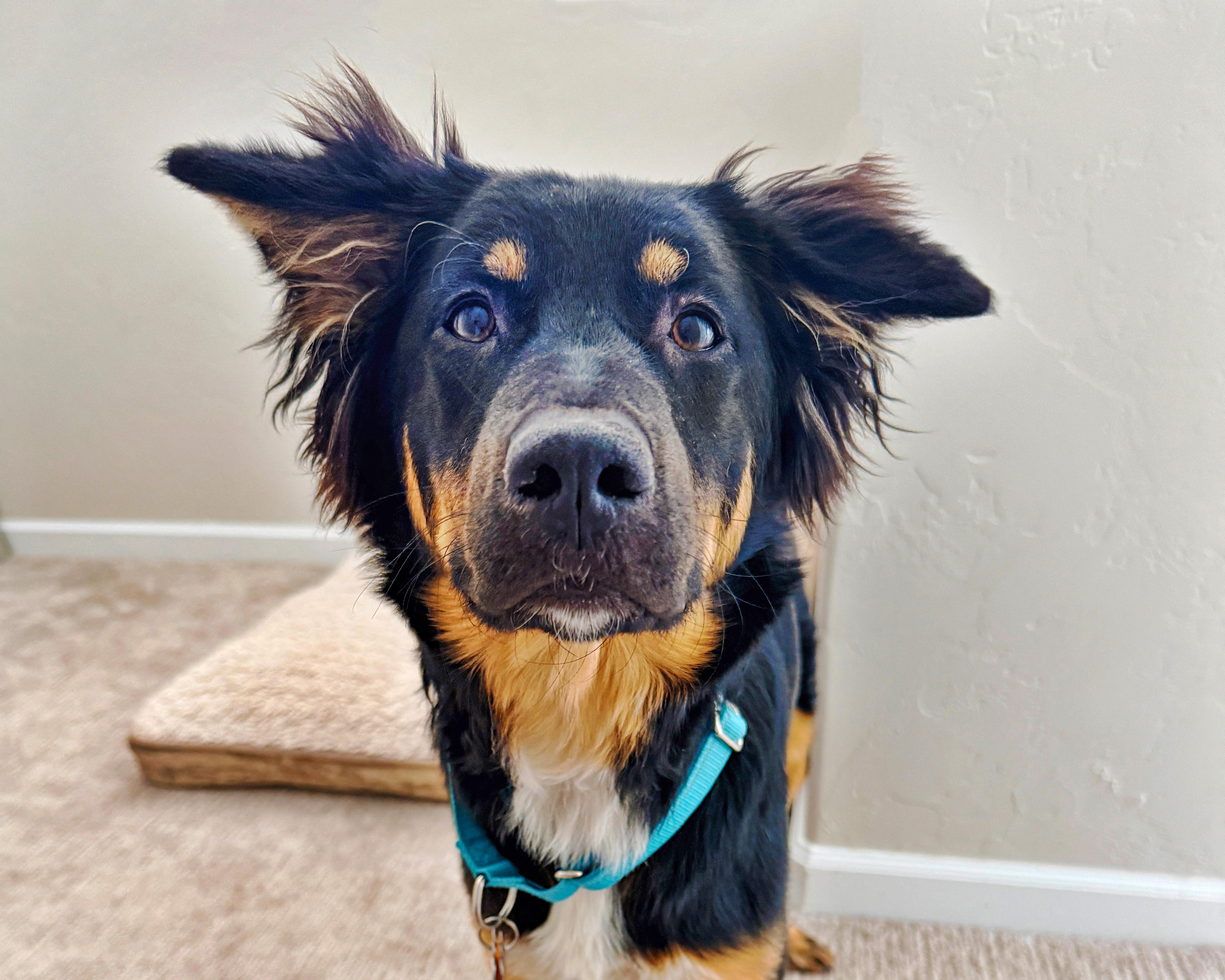 Maya - Carbondale, CO, a ADOPTABLE mixed breed in Carbondale, CO image 1/6