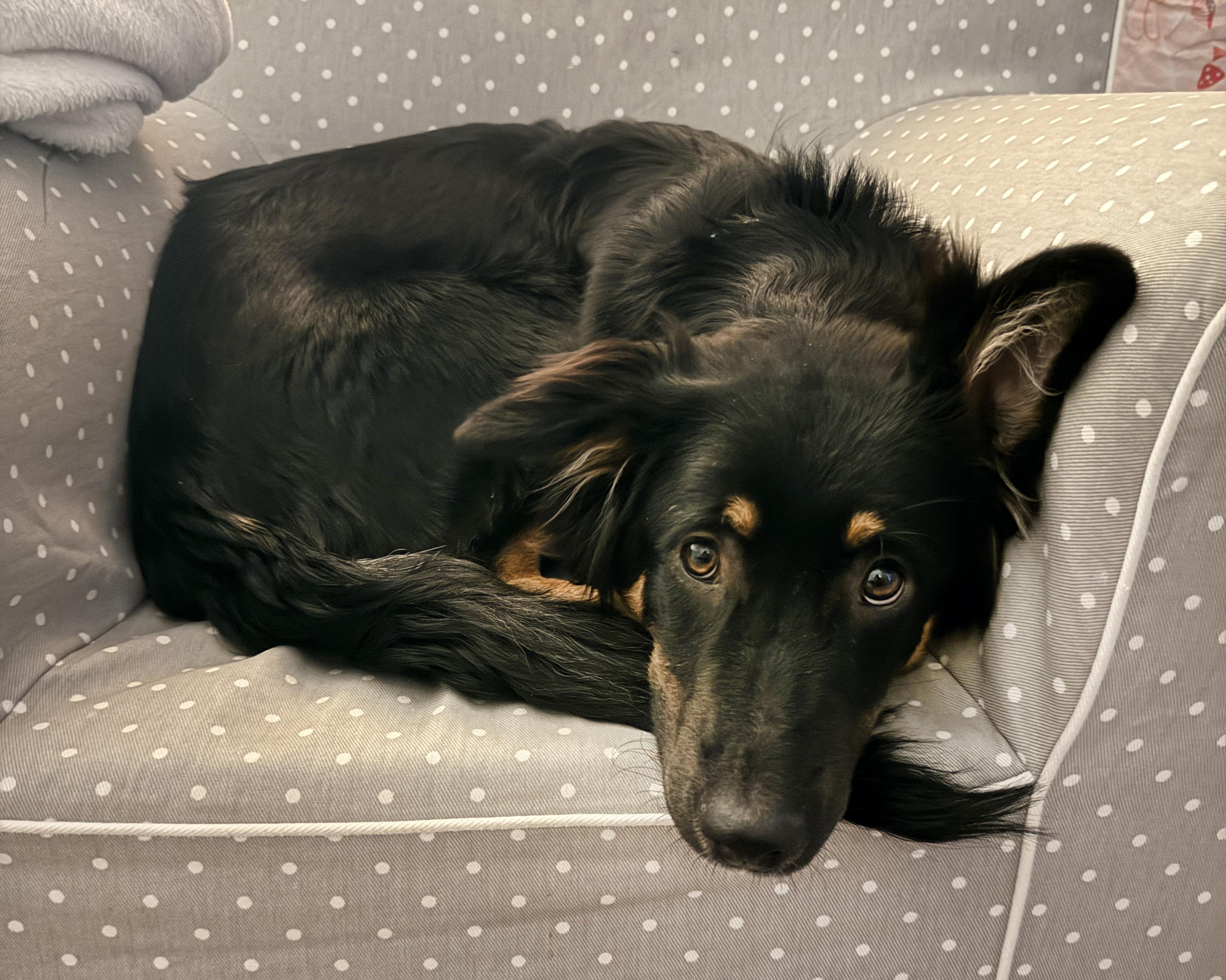 Maya - Carbondale, CO, a ADOPTABLE mixed breed in Carbondale, CO image 5/6