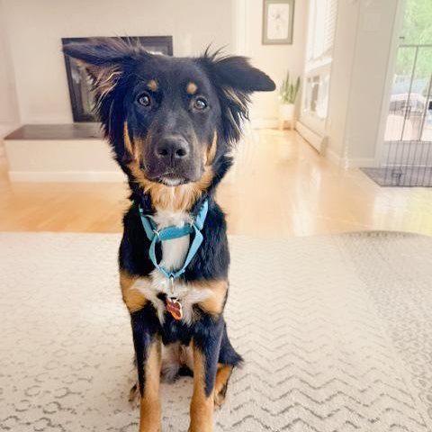 Maya - Carbondale, CO, a ADOPTABLE mixed breed in Carbondale, CO image 3/6