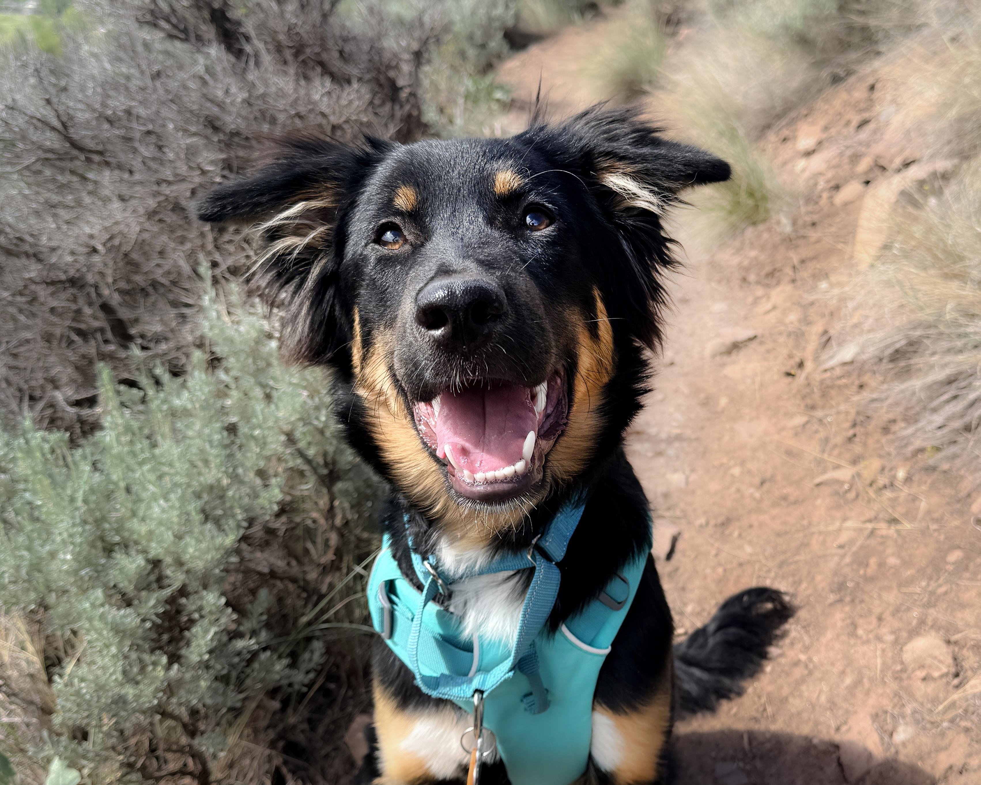 Maya - Carbondale, CO, a ADOPTABLE mixed breed in Carbondale, CO image 4/6