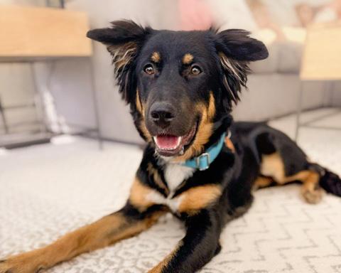 Maya - Carbondale, CO, a ADOPTABLE mixed breed in Carbondale, CO image 2/6