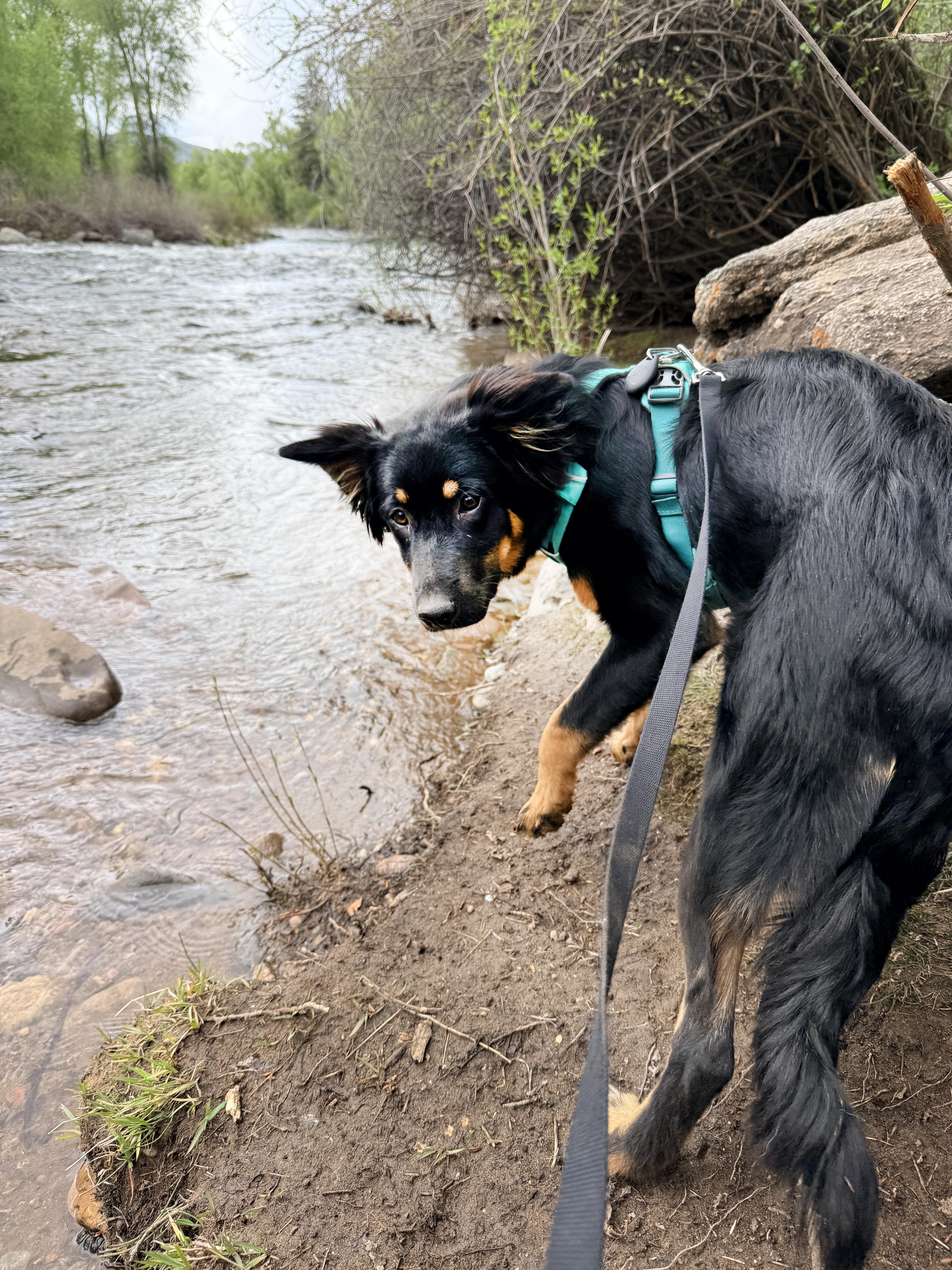 Maya - Carbondale, CO, a ADOPTABLE mixed breed in Carbondale, CO image 6/6