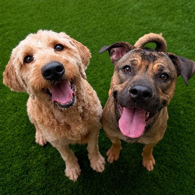 RUBY, Adoptable, Young Female German Shepherd Dog & Mixed Breed.