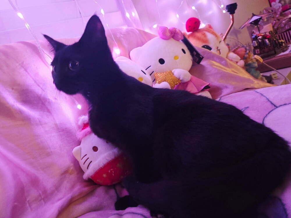 Millie, Adoptable, Kitten Female Domestic Short Hair.