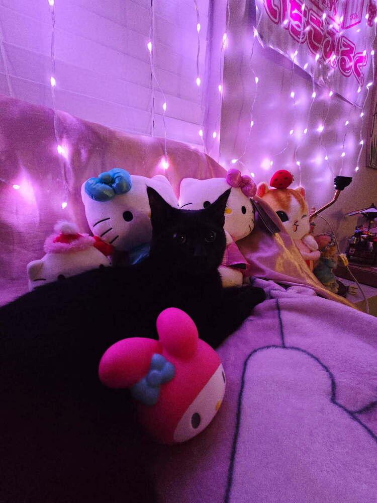 Enlarge Millie, a Adoptable mixed breed in Mooresville, NC image 2/6