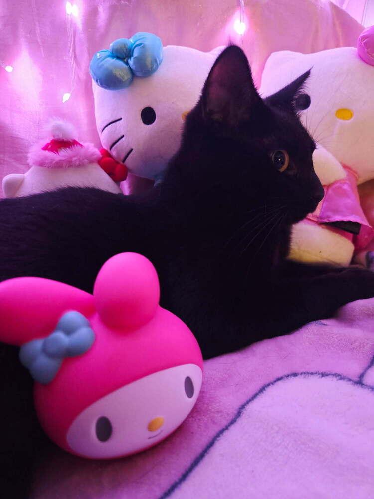 Enlarge Millie, a Adoptable mixed breed in Mooresville, NC image 3/6