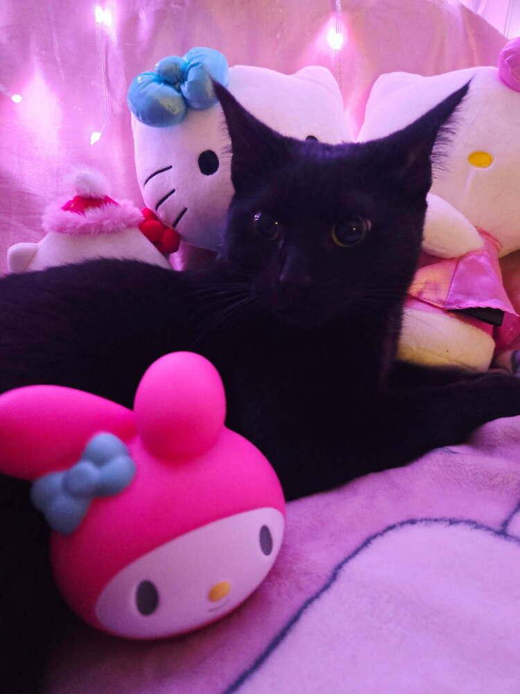 Enlarge Millie, a Adoptable mixed breed in Mooresville, NC image 5/6