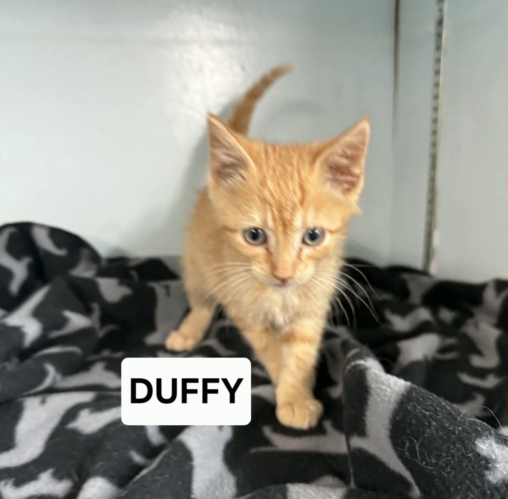 Duffy, ADOPTABLE, Young Male Domestic Short Hair.