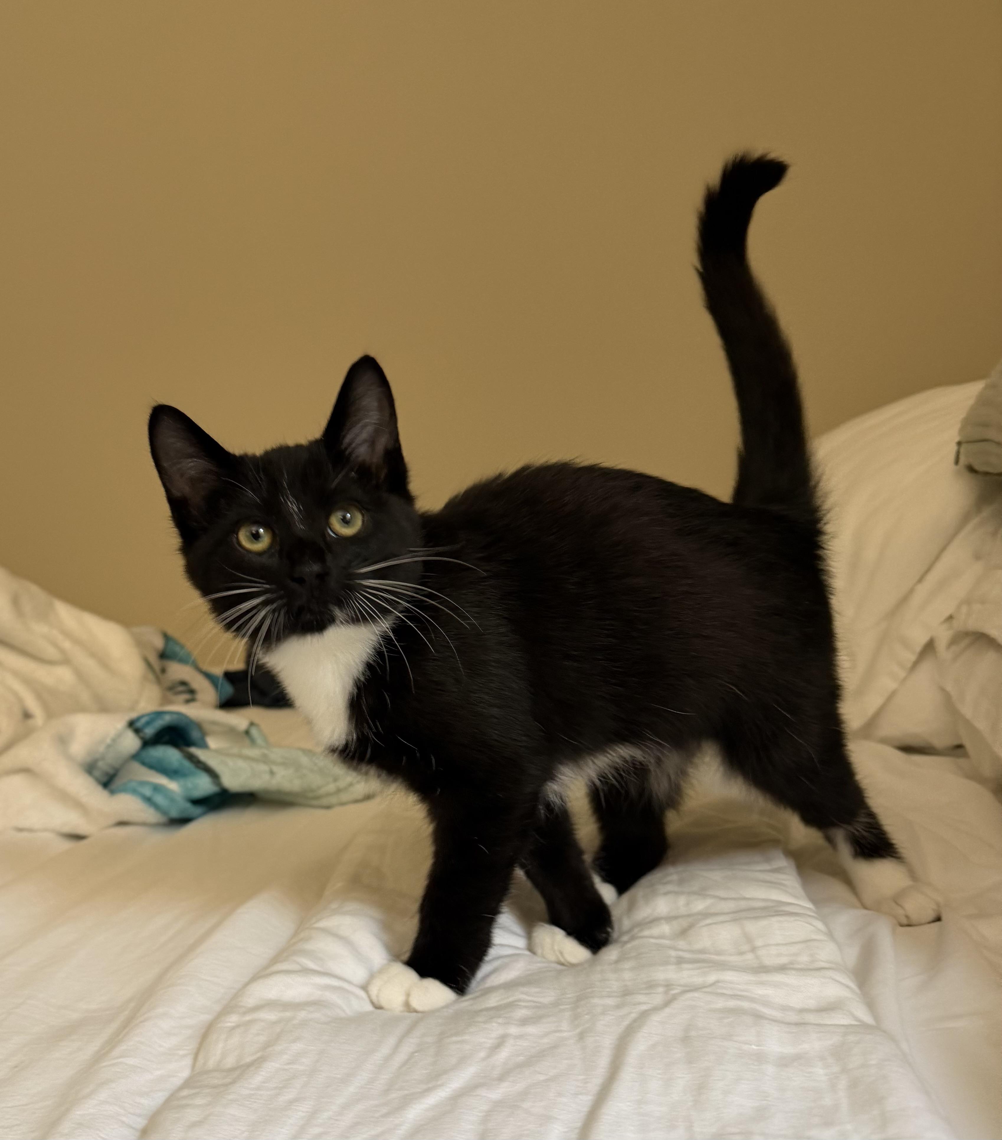 Spice, Adoptable, Kitten Male Tuxedo.