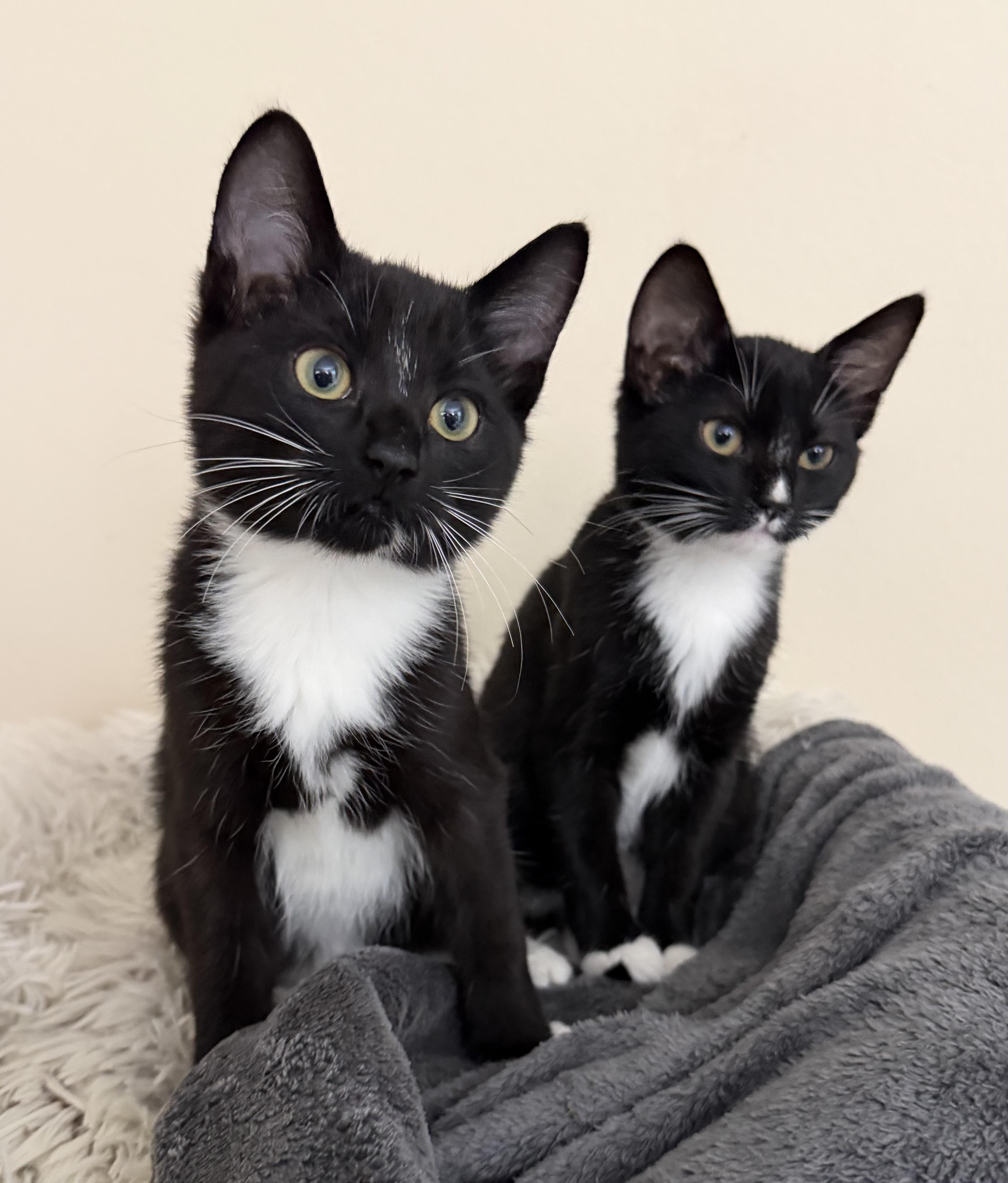 Spice, a Adoptable Tuxedo in Laguna Beach, CA image 2/4