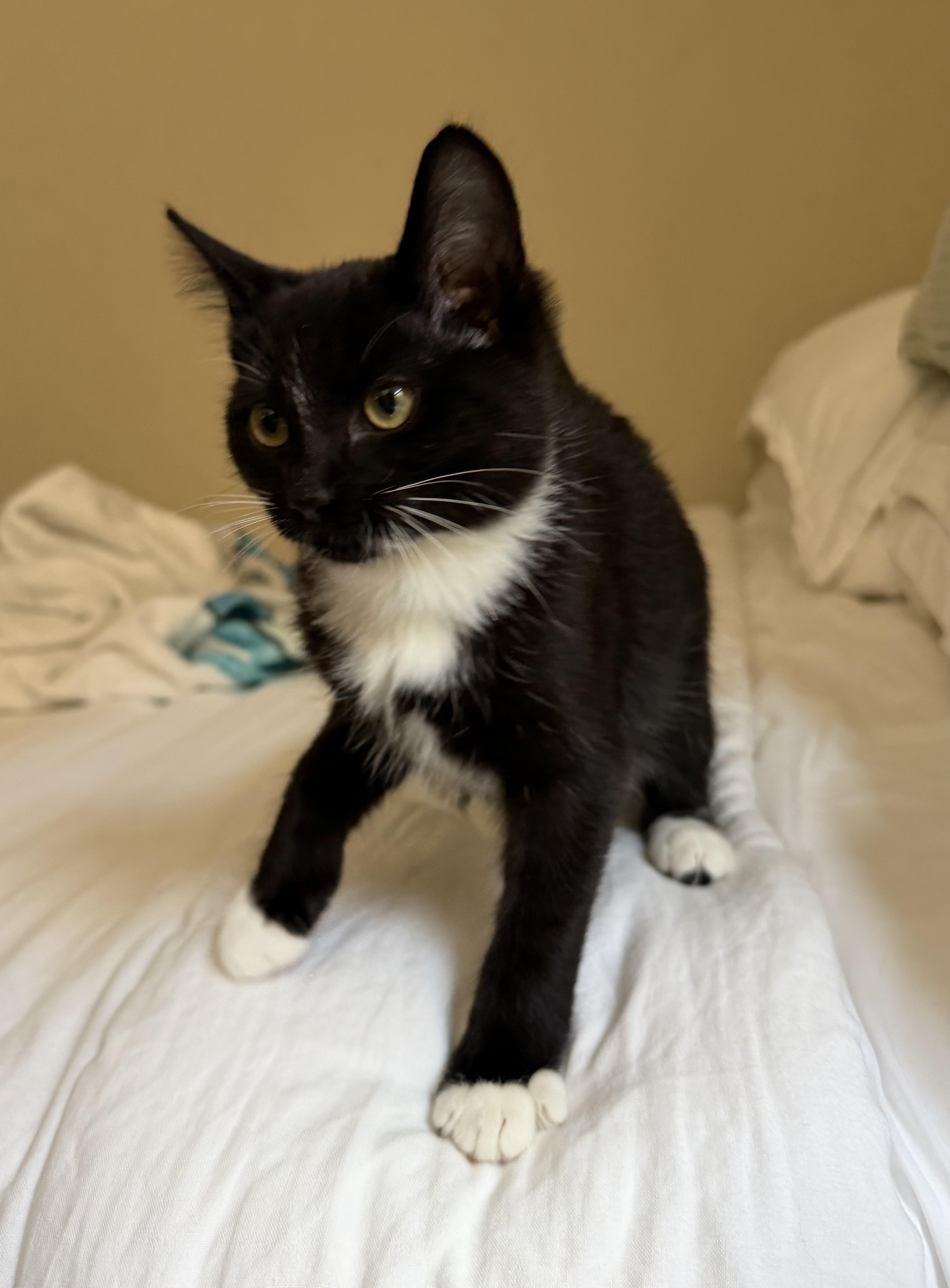 Spice, a Adoptable Tuxedo in Laguna Beach, CA image 4/4