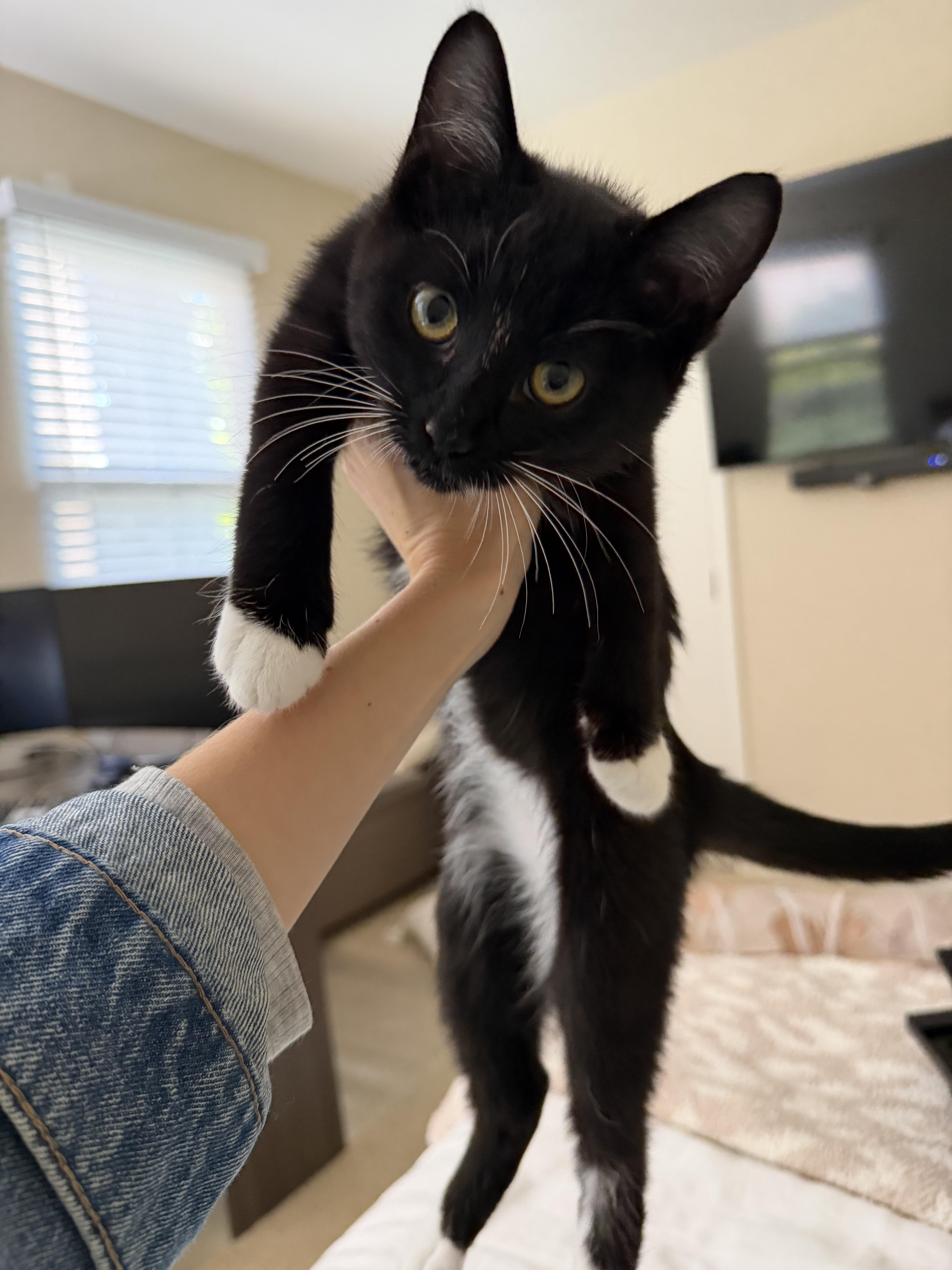 Spice, a Adoptable Tuxedo in Laguna Beach, CA image 3/4