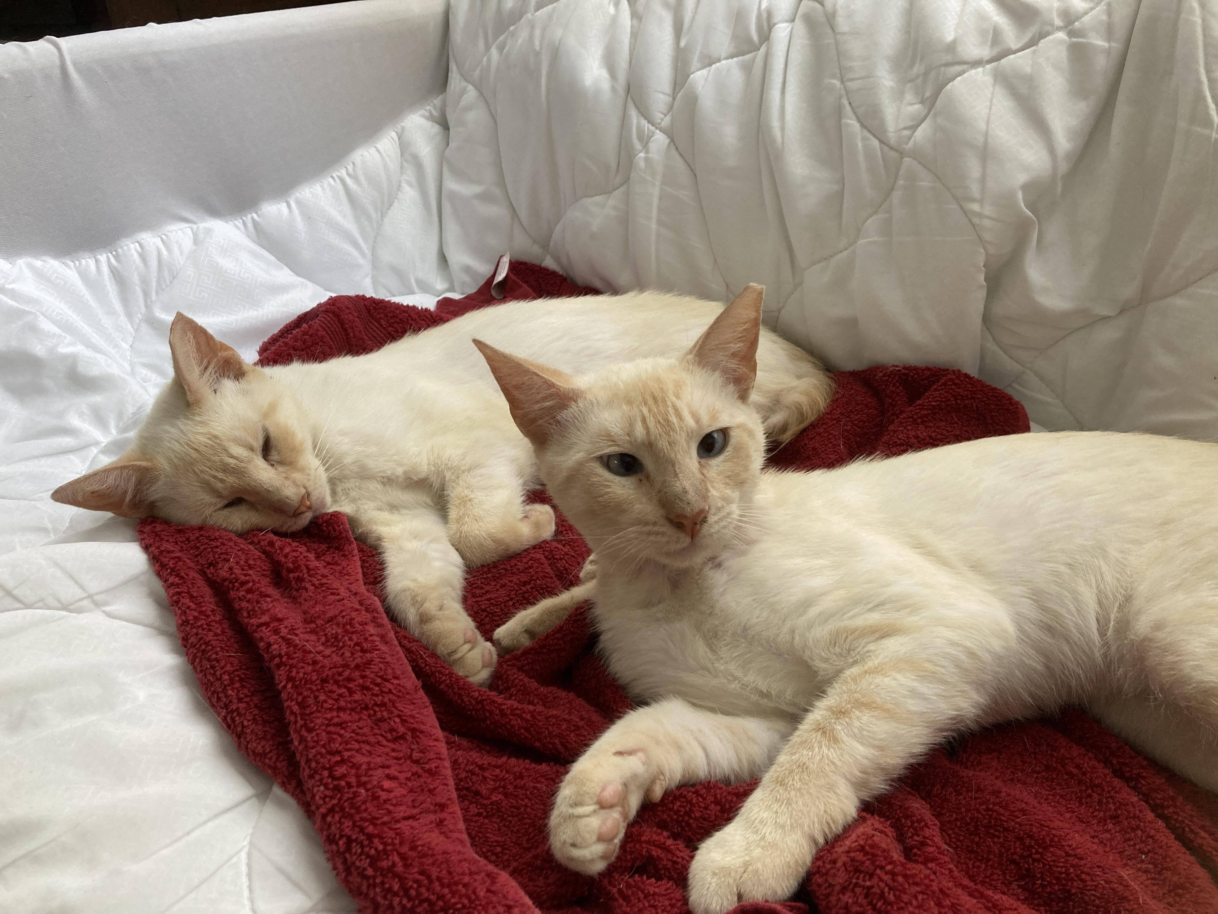 If you want a pair of flame point Siamese cats Carrot and Shrimp make a very funny little bob-tail 