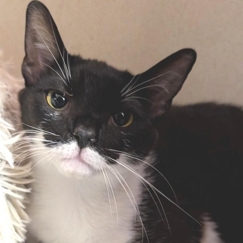 Kittee, Adoptable, Young Female Domestic Short Hair.