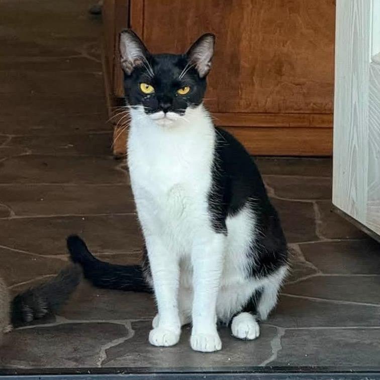 Kittee, a Adoptable Domestic Short Hair in Redwood Valley, CA image 2/2