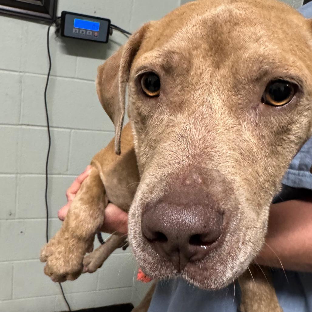 Junie B, Adoptable, Adult Female Mixed Breed & Mixed Breed.