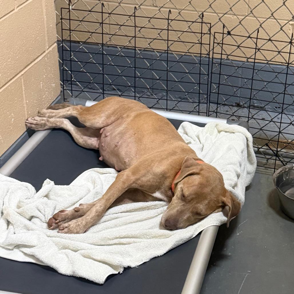 Enlarge Junie B, a Adoptable mixed breed in Monroeville, AL image 2/2