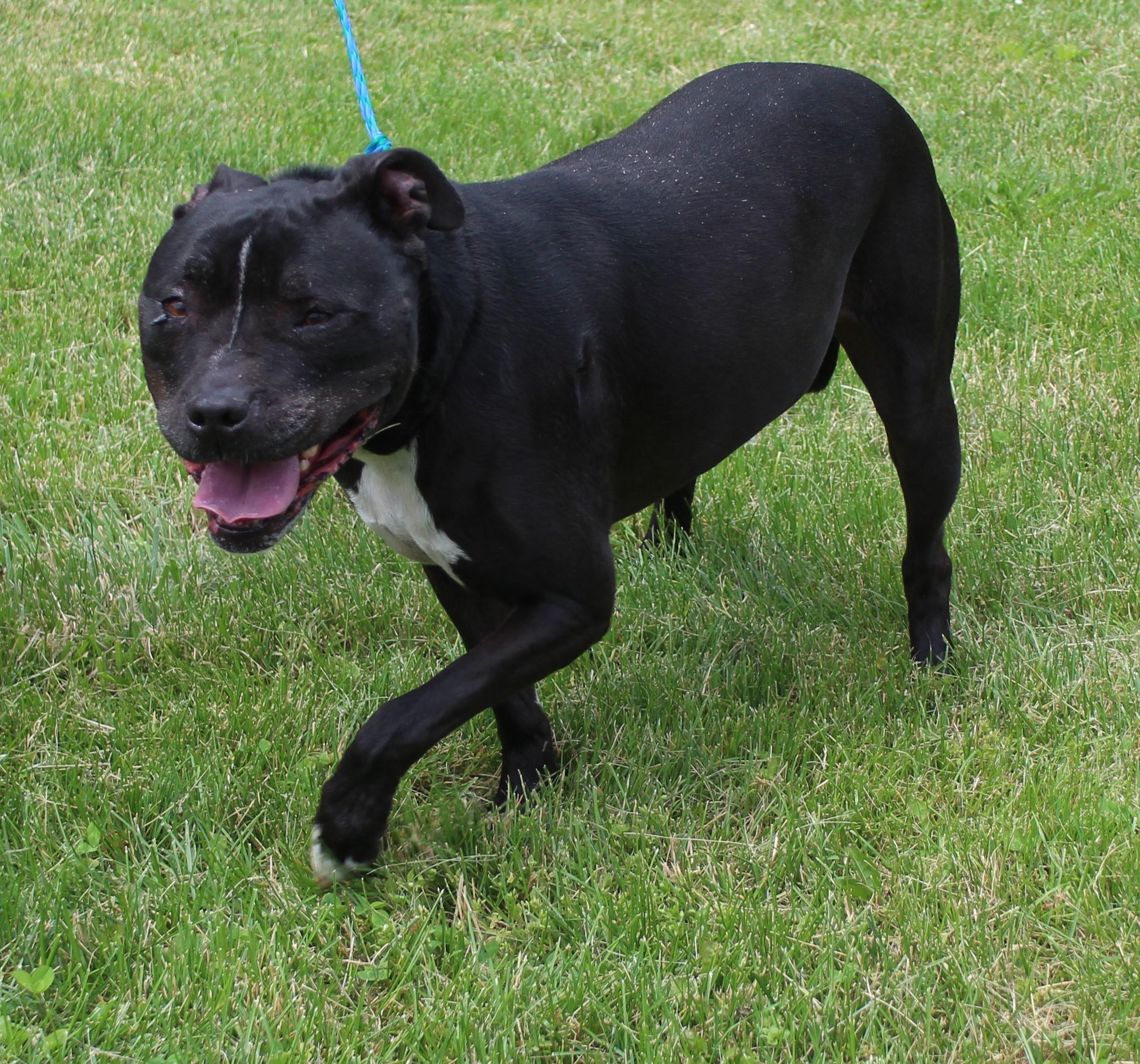 Allie (11957), a ADOPTABLE mixed breed in Heath, OH image 2/2