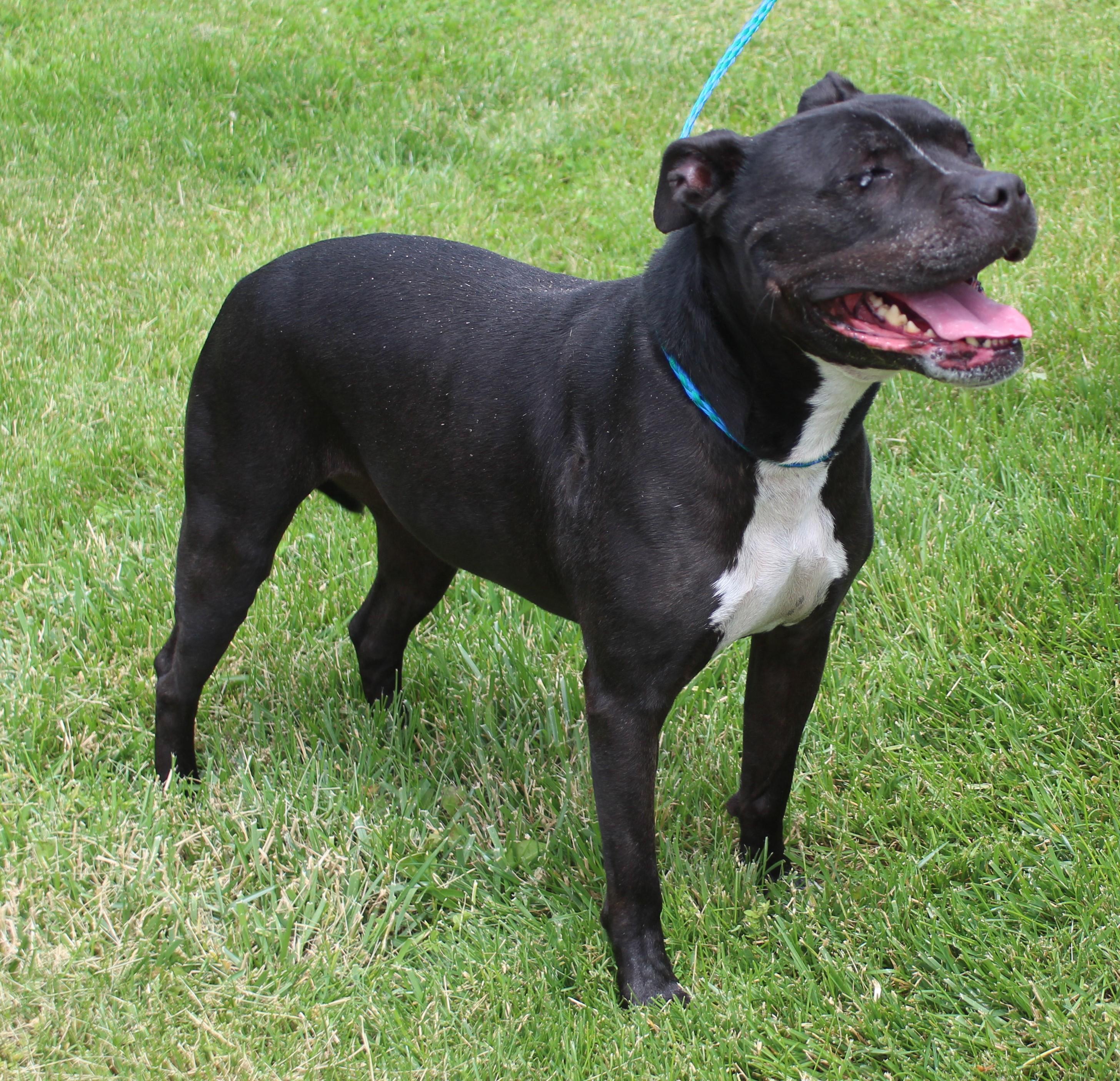 Allie (11957), a ADOPTABLE mixed breed in Heath, OH image 1/2
