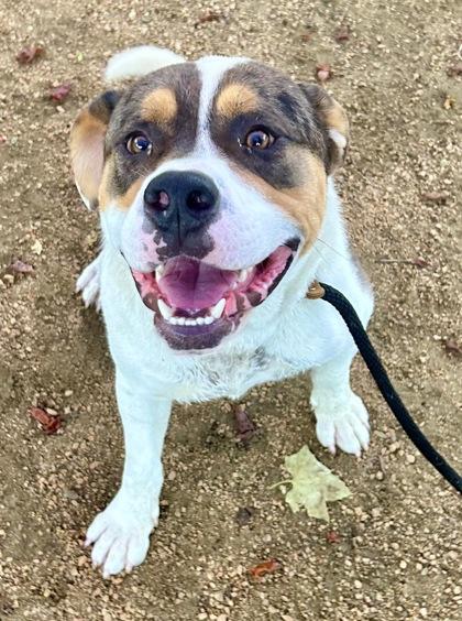 Enlarge Finn, an adopted Mixed Breed in Georgetown, TX image 3/3