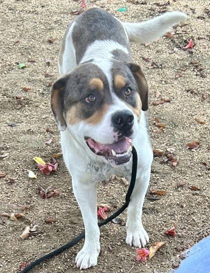 Enlarge Finn, an adopted Mixed Breed in Georgetown, TX image 2/3