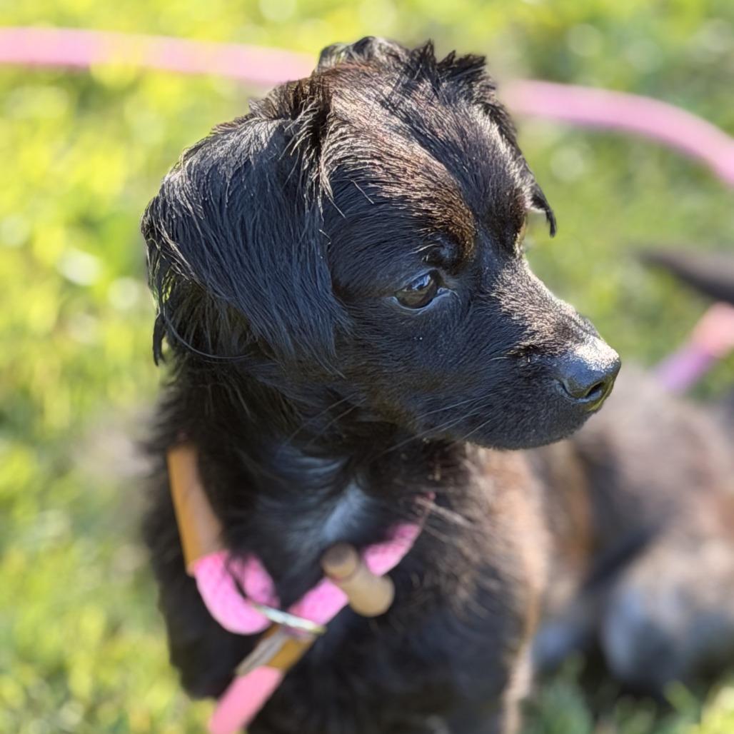 Enlarge Kane, a Adoptable mixed breed in Sparta, NJ image 1/3