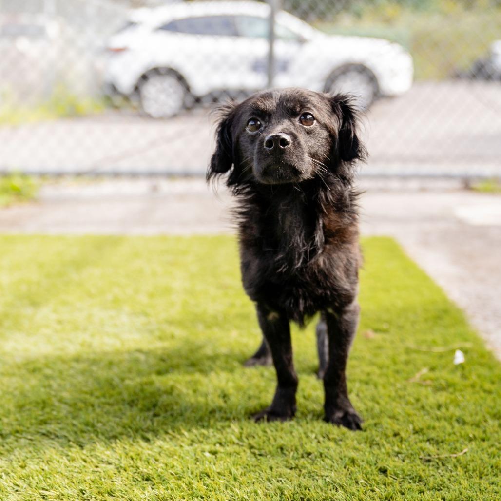 Enlarge Kane, a Adoptable mixed breed in Sparta, NJ image 2/3