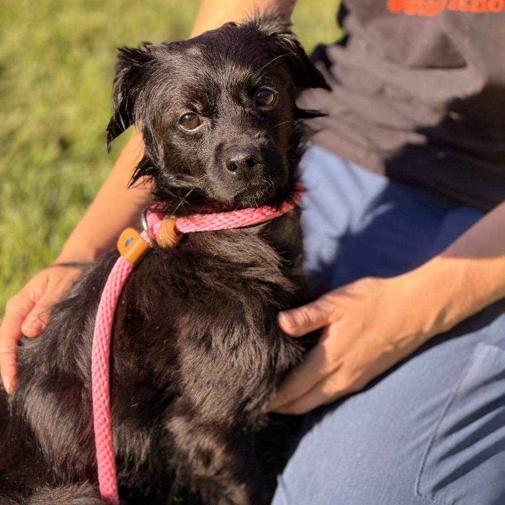 Enlarge Kane, a Adoptable mixed breed in Sparta, NJ image 3/3