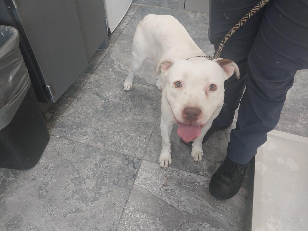 Aspen, Adoptable, Senior Female Mixed Breed.