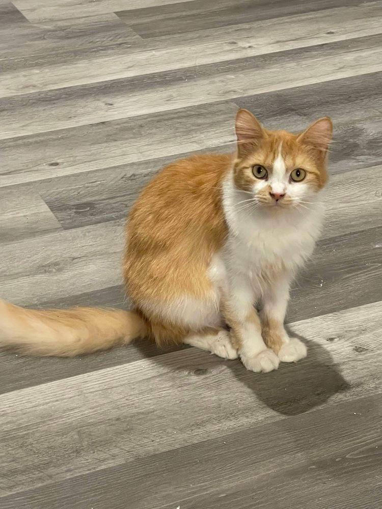 Lola, Adoptable, Young Female Domestic Medium Hair & Domestic Medium Hair.