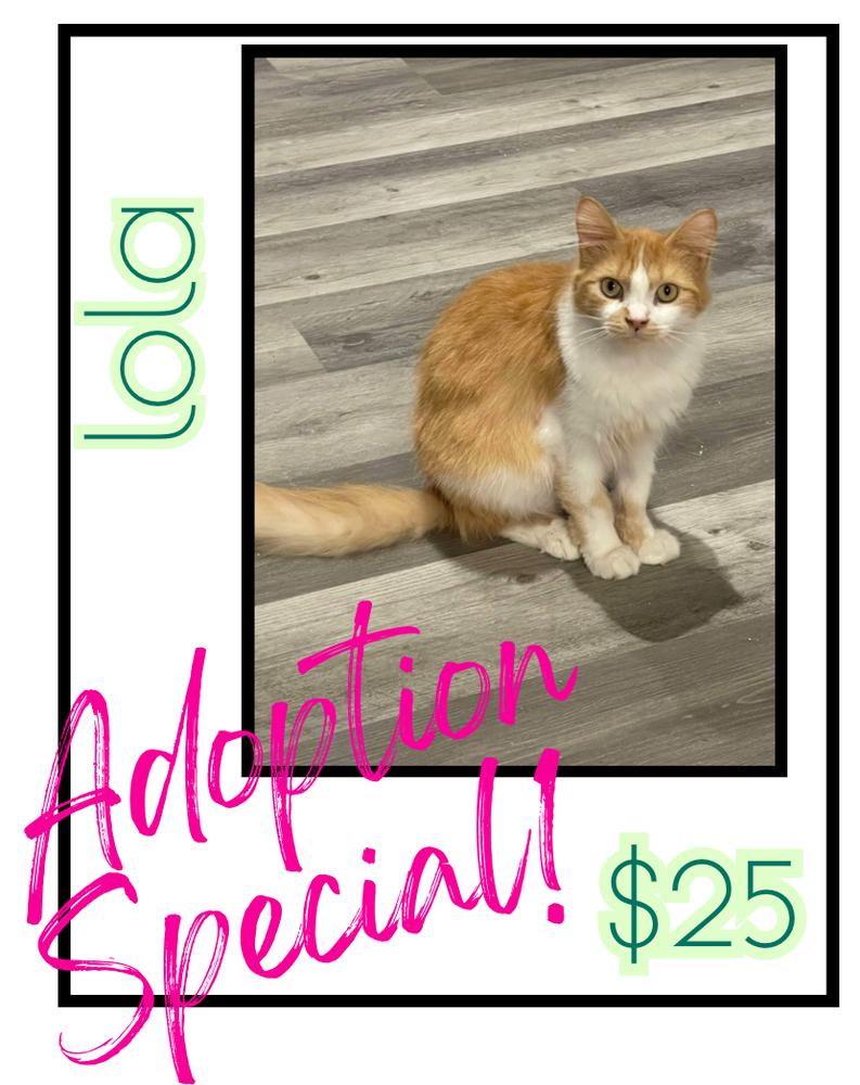 Lola, a Adoptable mixed breed in Poplar Grove, IL image 2/6