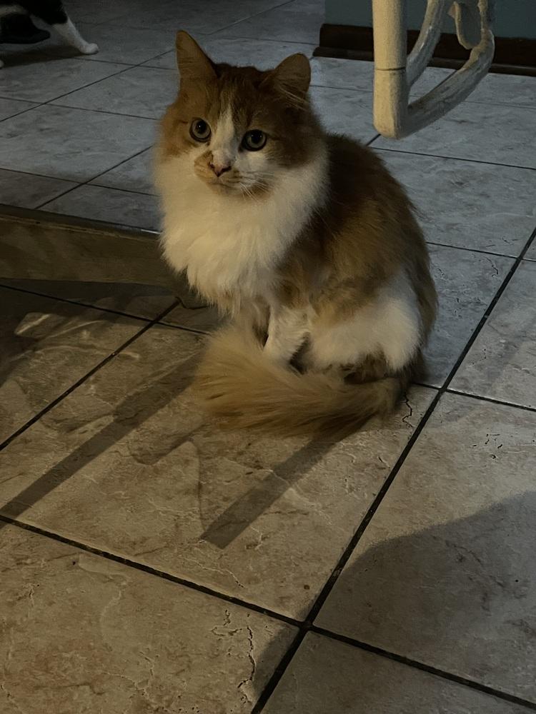 Lola, a Adoptable mixed breed in Poplar Grove, IL image 3/6