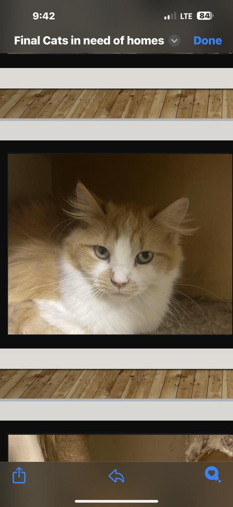 Lola, a Adoptable mixed breed in Poplar Grove, IL image 4/6