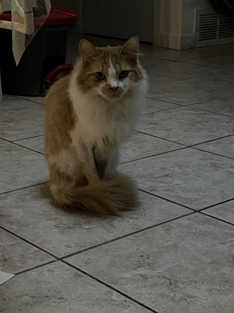 Lola, a Adoptable mixed breed in Poplar Grove, IL image 5/6