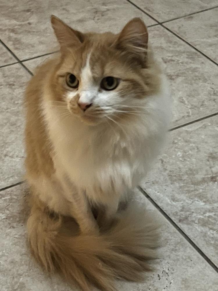 Lola, a Adoptable mixed breed in Poplar Grove, IL image 6/6