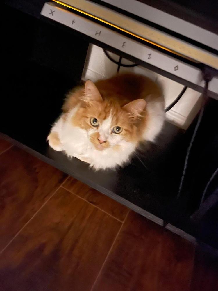 Enlarge Lola, a Adoptable mixed breed in Poplar Grove, IL image 6/6