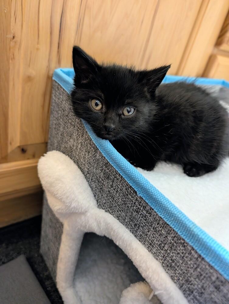 Sharpie, Adoptable, Kitten Female Domestic Short Hair.