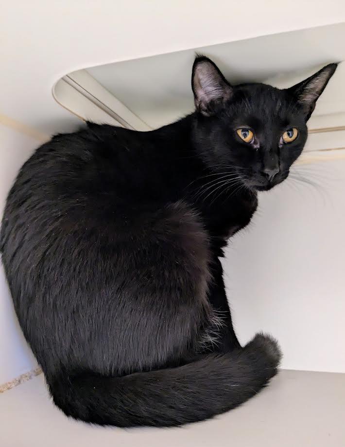 Jenga, Adoptable, Young Female Domestic Short Hair.