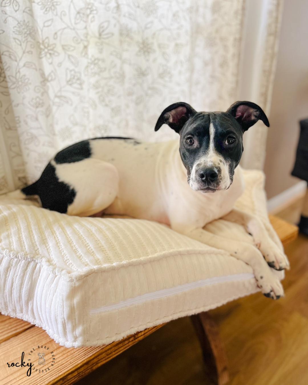 Enlarge Timmy, a Adopted mixed breed in RUFFIN, NC image 1/2