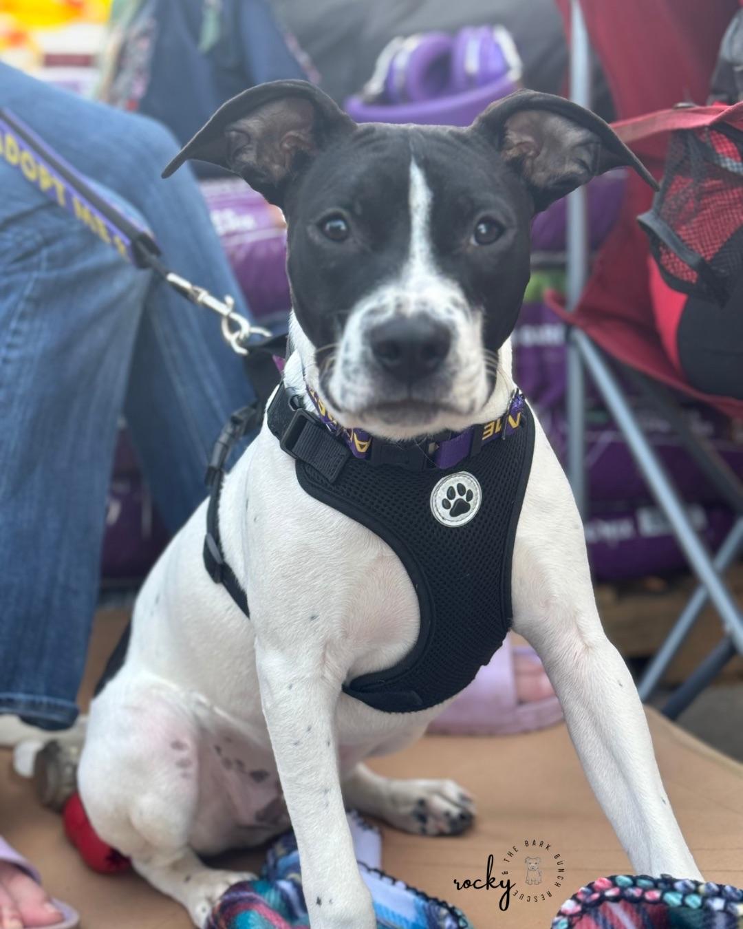 Enlarge Timmy, a Adopted mixed breed in RUFFIN, NC image 2/2