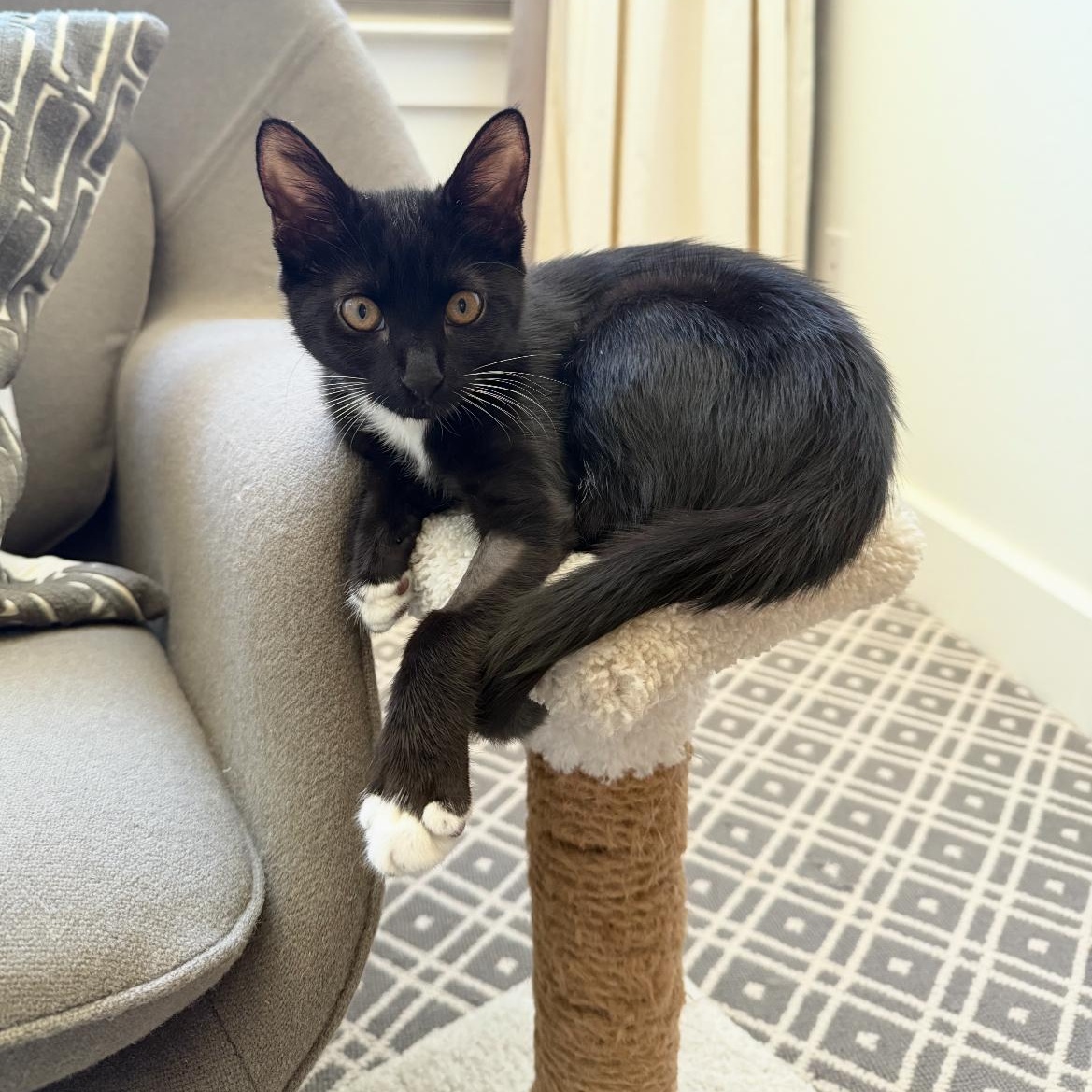 Enlarge Bridgette, an adopted Domestic Medium Hair in New Orleans, LA image 3/6